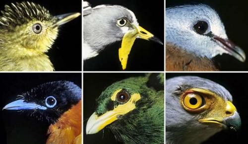 New lab study: Changes in birds' ranges may greatly affect ecosystems
