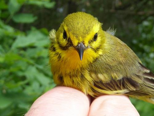 Insectivorous birds such as this Prairie warbler (Setophaga discolor) showed the most drastic declines across all geographic scales, from local to continental. (Photo credit: Julie Hart)