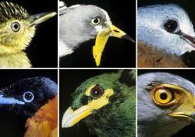 New lab study: Changes in birds' ranges may greatly affect ecosystems